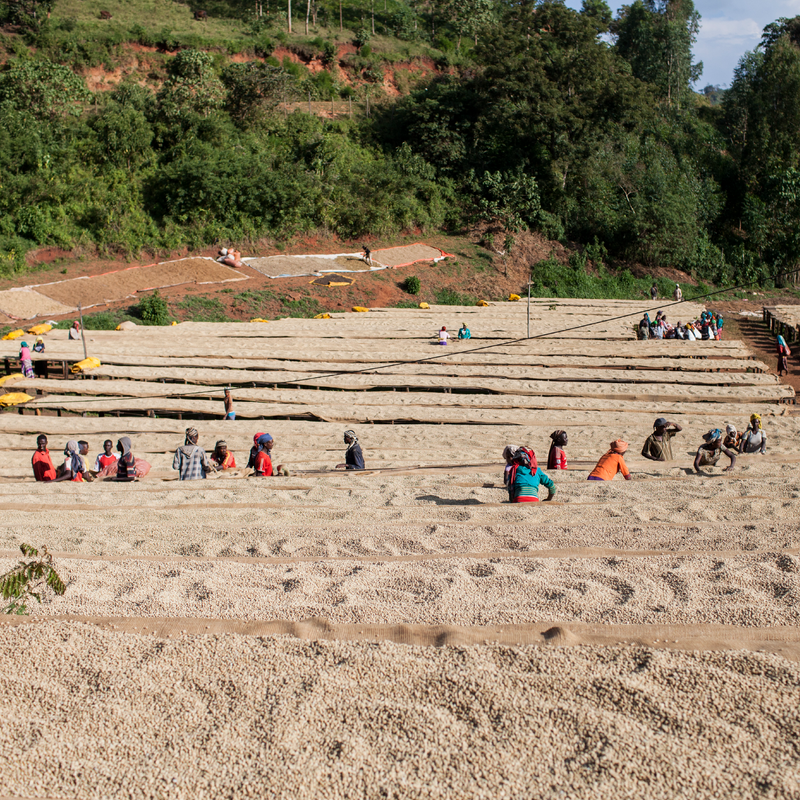 ETHIOPIA • MUDA TATESA