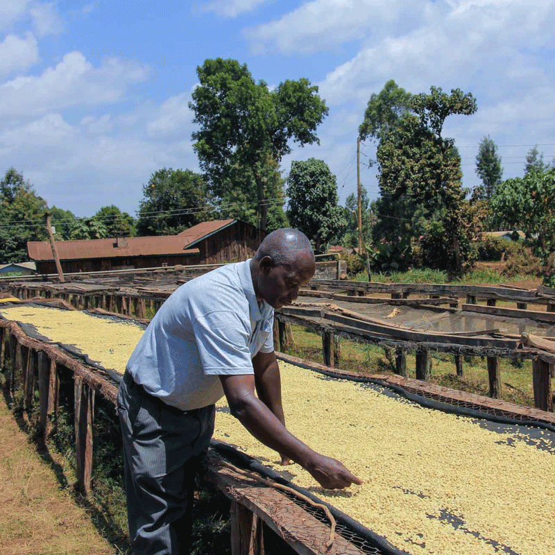 KENYA • GATOMBOYA