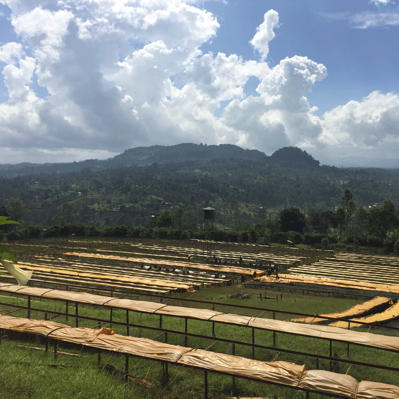 KENYA • GATOMBOYA