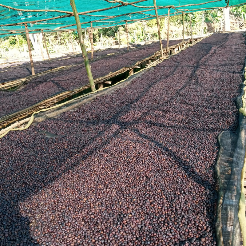 ETHIOPIA • MUDA TATESA